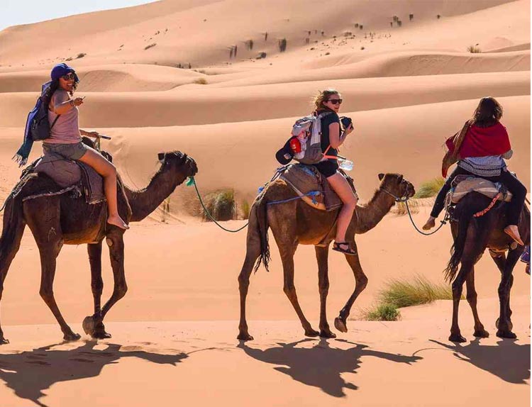 camel-desert